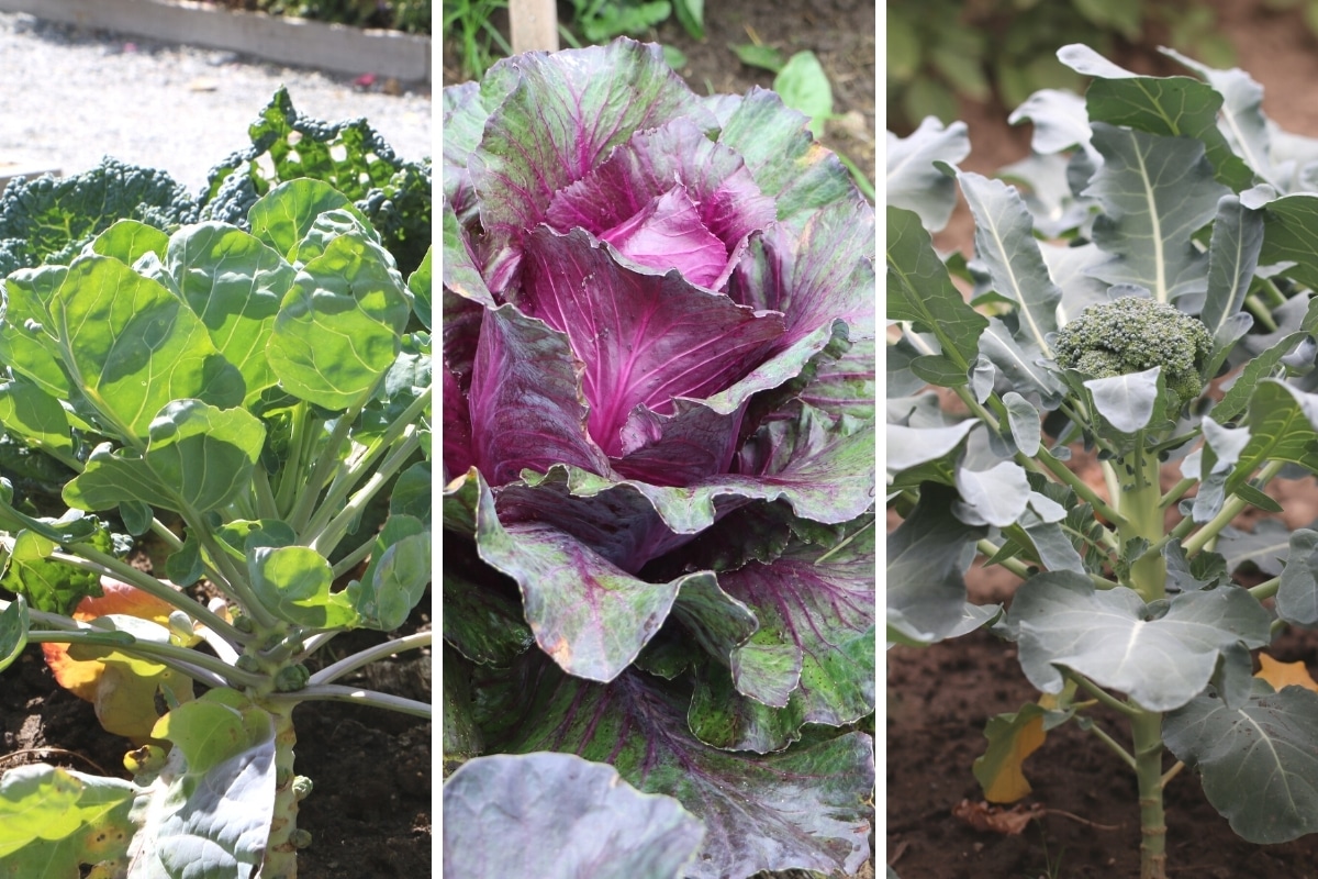 Rosenkohl, Rotkohl und Brokkoli (v.l.n.r.)