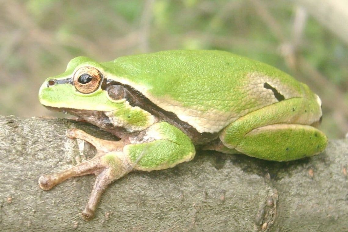 Laubfrosch (Hyla arborea)