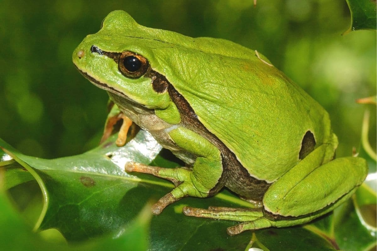 Laubfrosch (Hyla arborea)