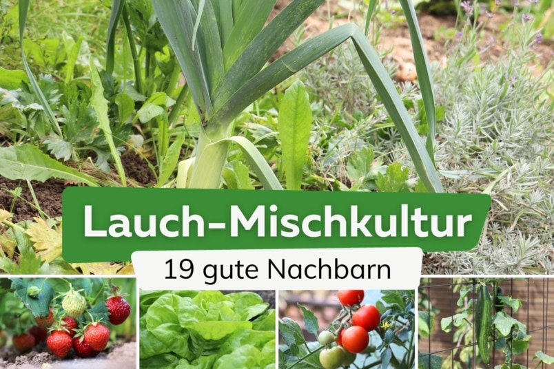 19 gute Nachbarn von Lauch: was verträgt sich?