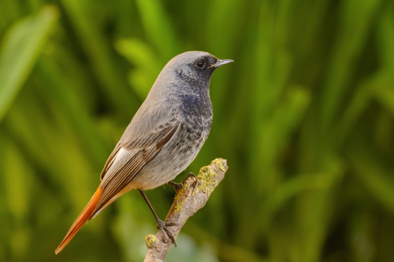 männlicher Hausrotschwanz (Phoenicurus ochruros)