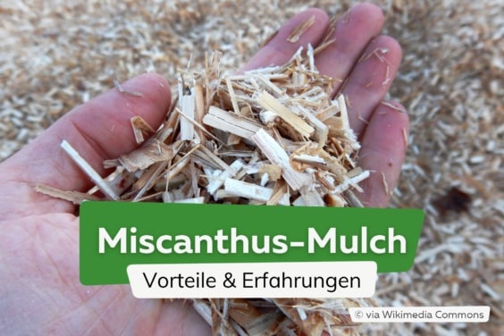 Miscanthus-Mulch