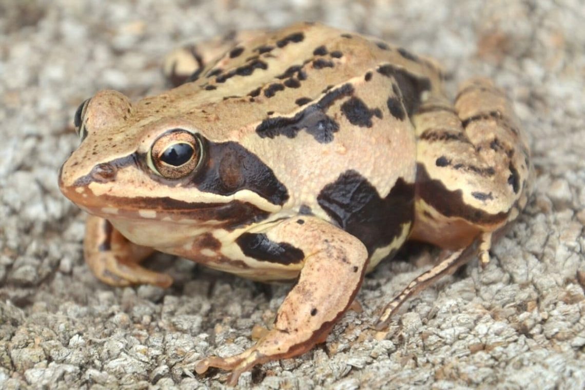 Moorfrosch (Rana arvalis)