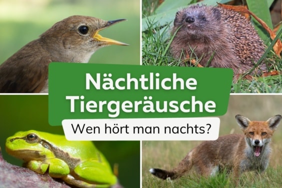 Geräusche in der Nacht: Igel, Fuchs & Co.