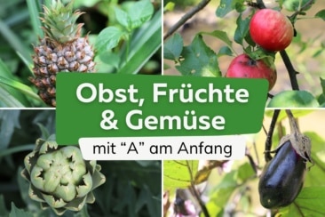 15 Obst, Früchte und Gemüse mit "A" am Anfang