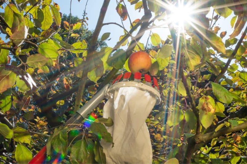 Obstpflücker pflückt Äpfel