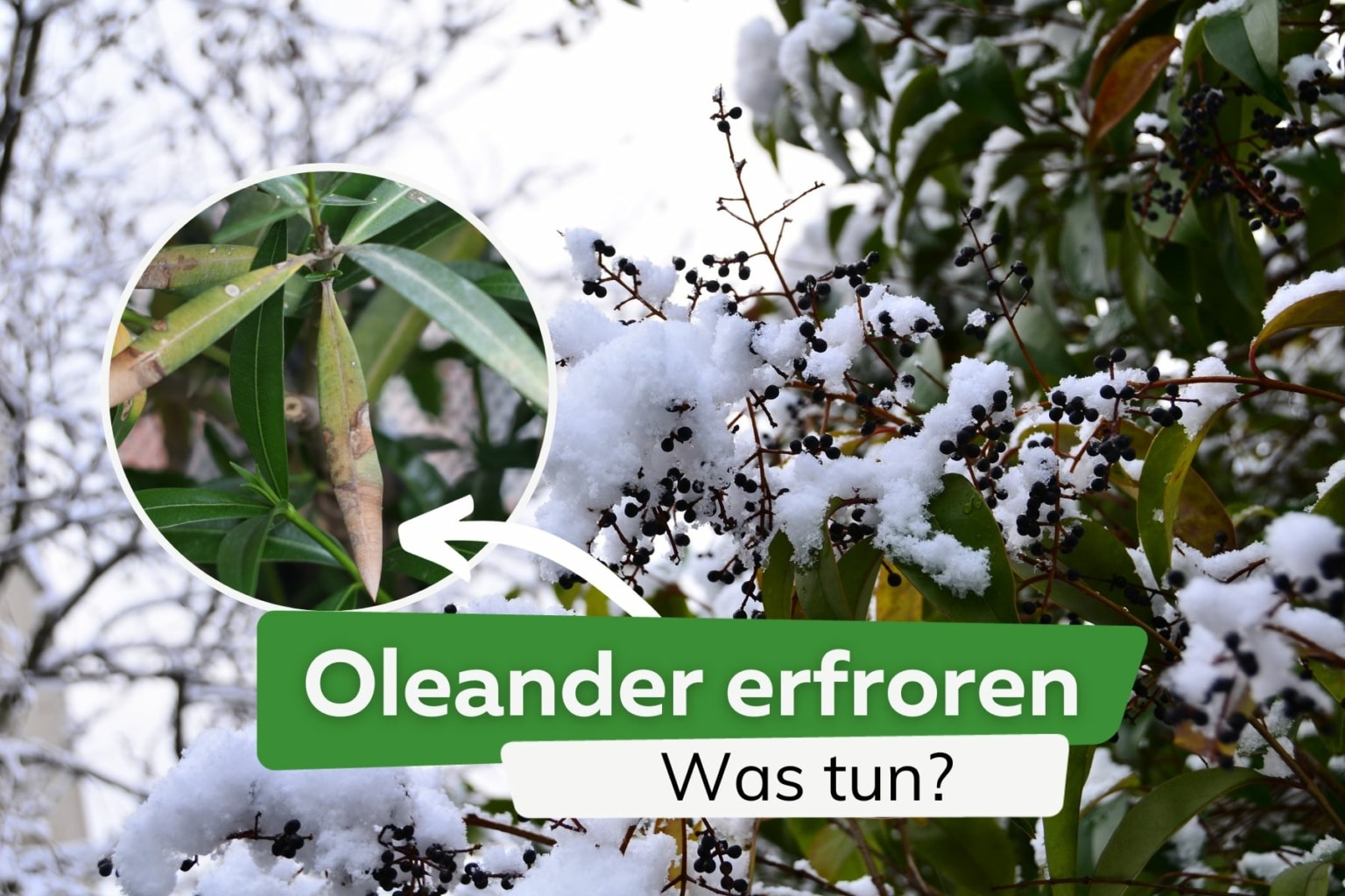 Was ist der beste Dünger für Oleander?