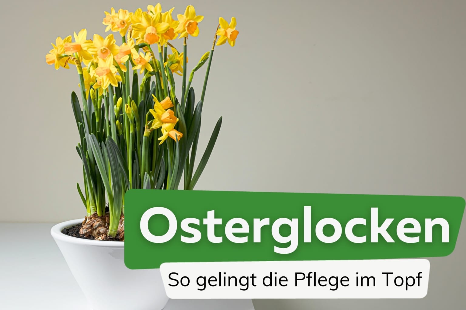 Grabbepflanzung im Frühjahr: 12 frühlingshafte Pflanzen für Gräber