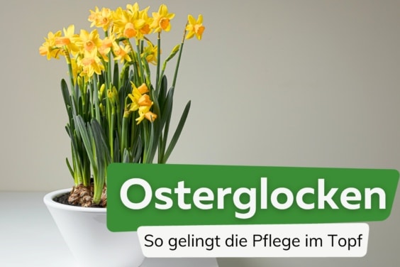 Osterglocken im Topf pflegen