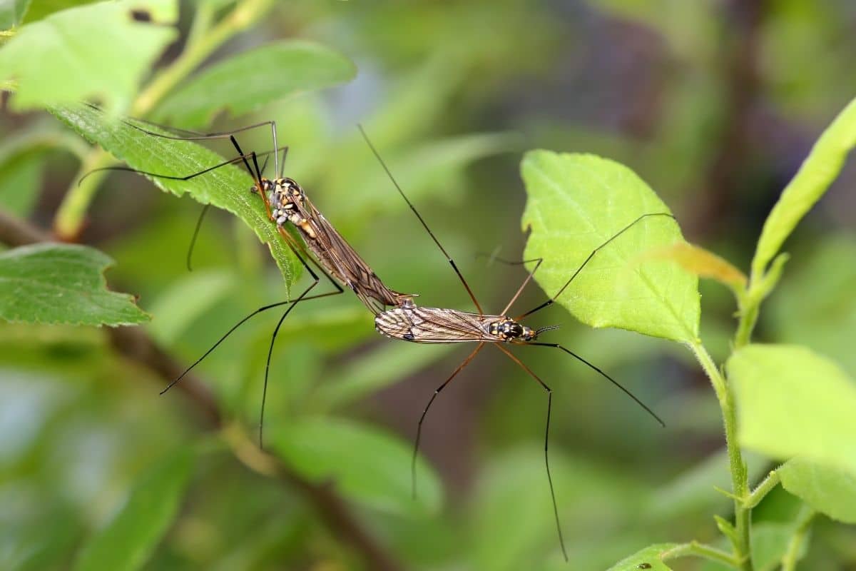 paarende Insekten