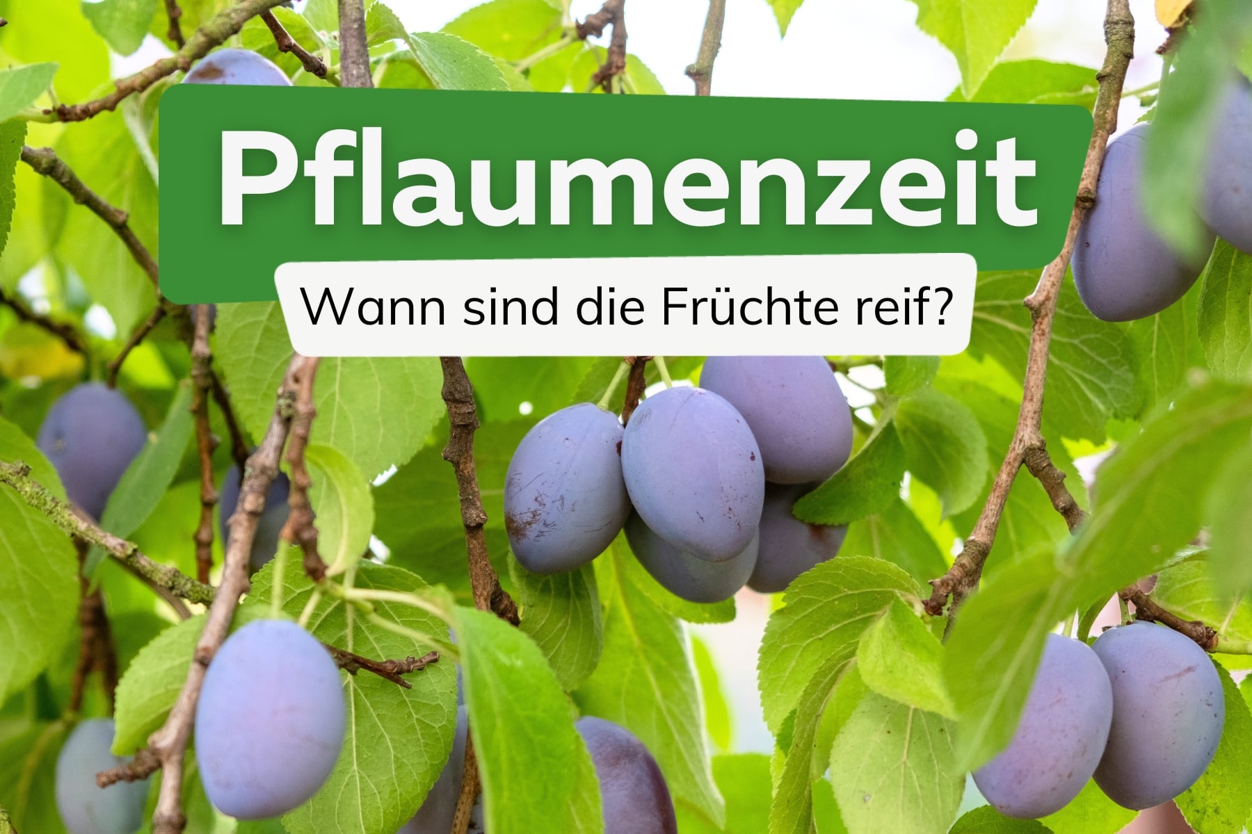 Pflaumenzeit: Wann sind Pflaumen/Zwetschgen reif?