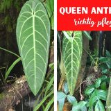 Queen Anthurie (Anthurium warocqueanum)