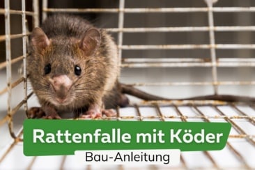 Effektive Rattenfalle mit Köder selber bauen