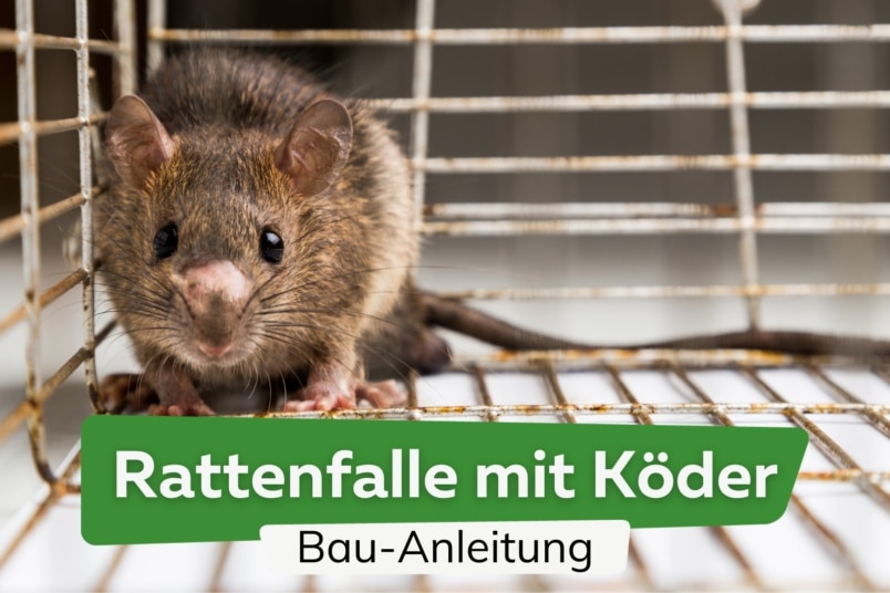 Effektive Rattenfalle mit Köder selber bauen