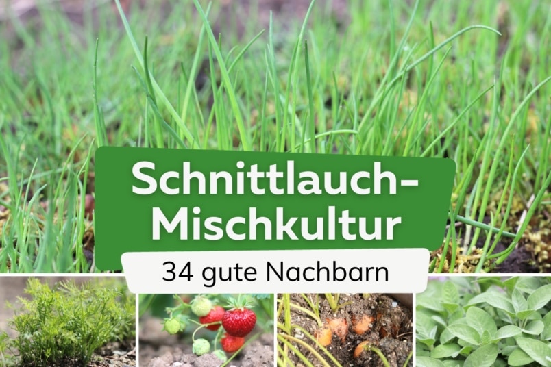 34 gute Nachbarn von Schnittlauch | Mischkultur