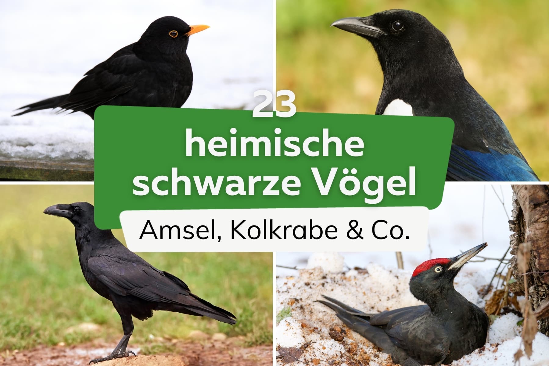 23 heimische schwarze Vögel mit Bild