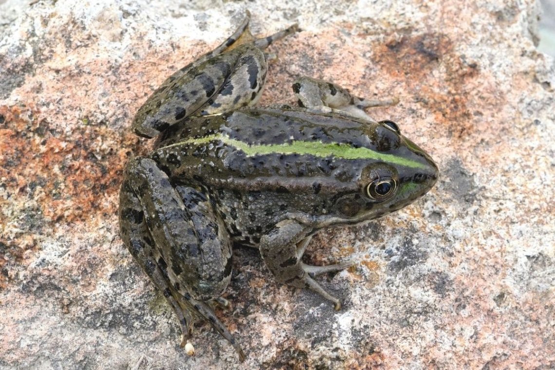 Seefrosch (Pelophylax ridibundus)