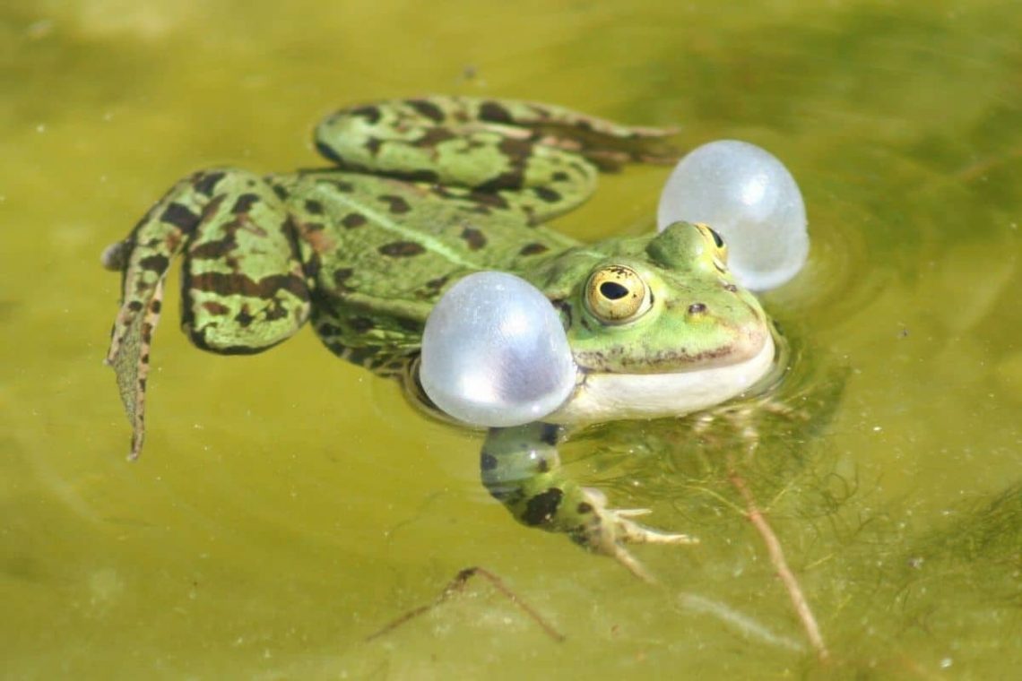 Seefrosch (Rana ridibunda)