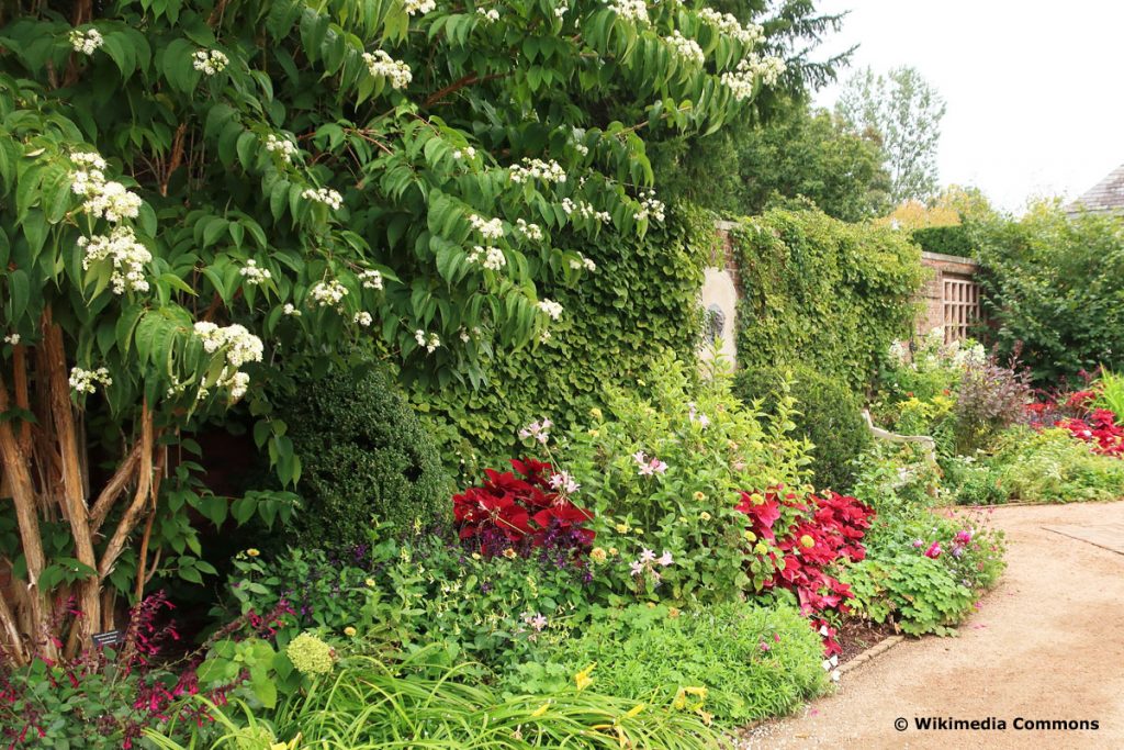 Sieben-Söhne-des-Himmels-Strauch in botanischem Garten neben anderen Pflanzen