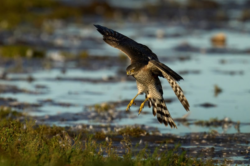 Sperber (Accipiter nisus)