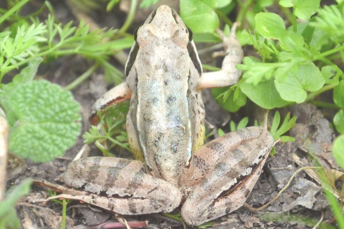 Springfrosch (Rana dalmatina)