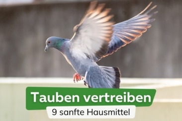 Idealer Schutz: Tauben mit Hausmitteln vertreiben