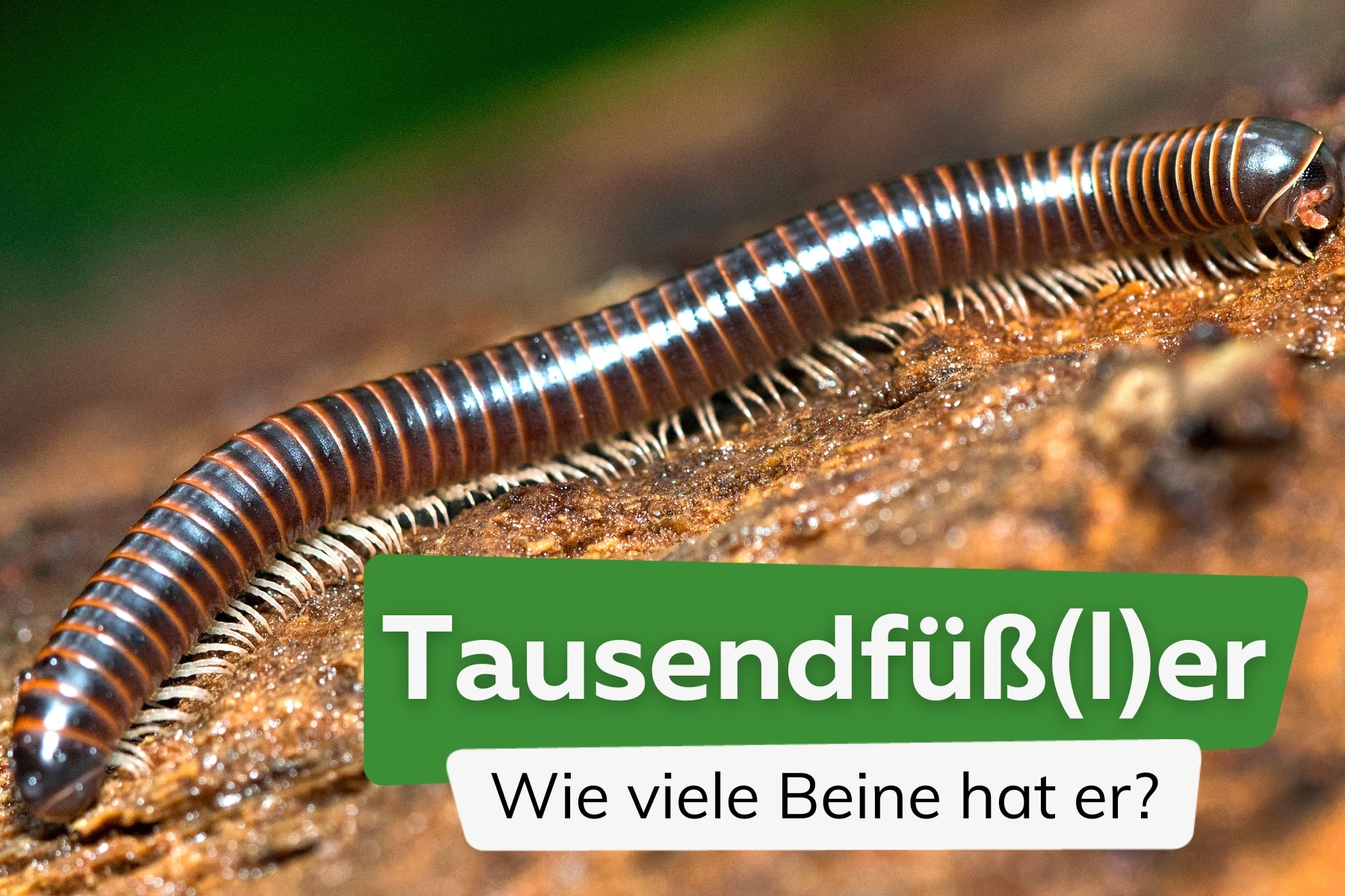 Wie viele Beine hat ein Tausendfüßer?