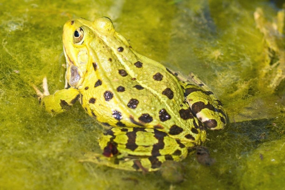 Teichfrosch (Pelophylax esculentus)