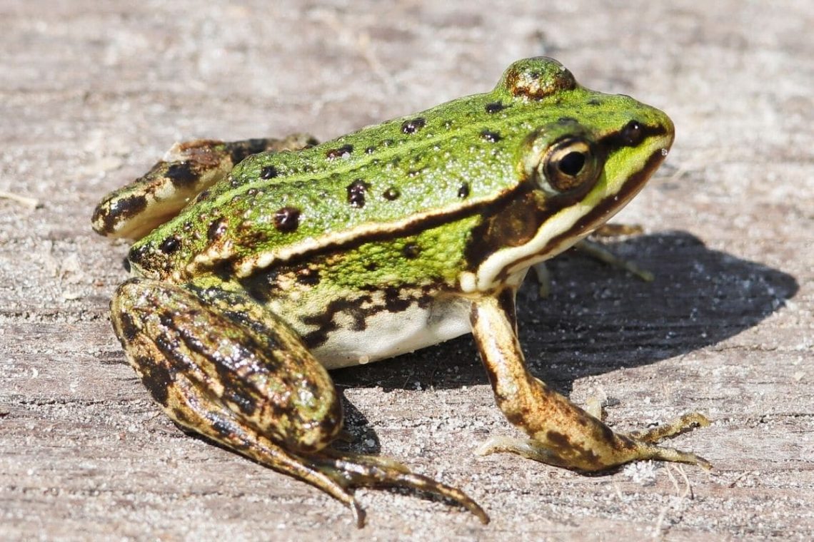 Teichfrosch (Rana esculenta)