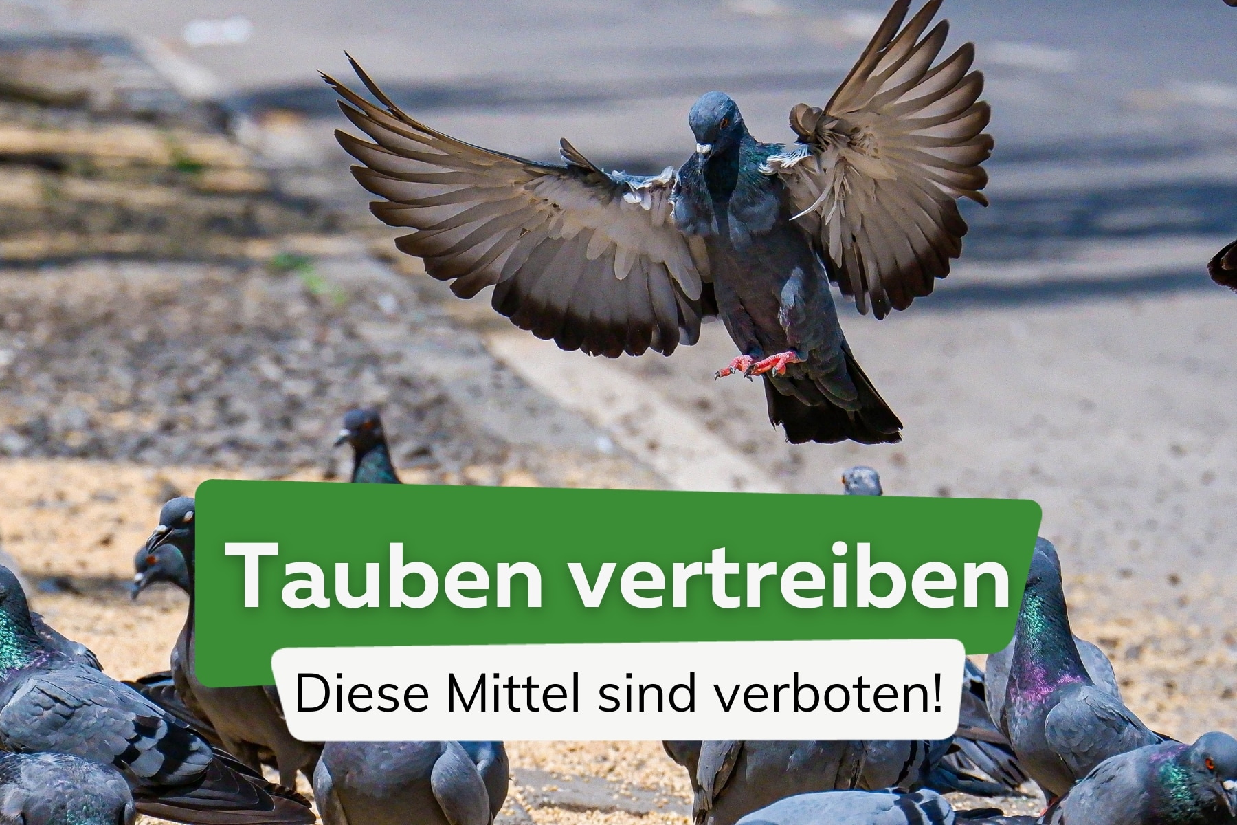 8 verbotene Mittel gegen Tauben | Essig & Co.