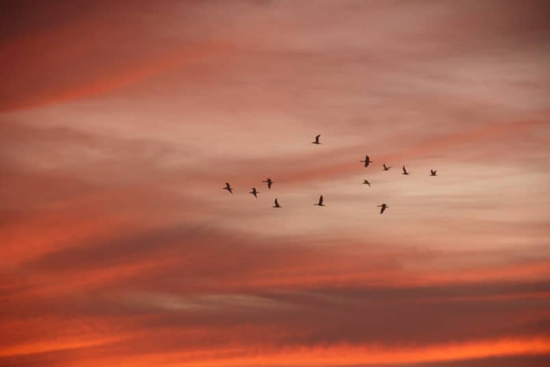 Vögel fliegen bei Sonnenuntergang