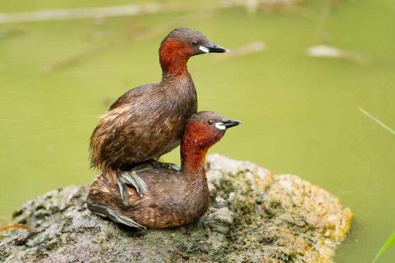 Zwergtaucher (Tachybaptus ruficollis)