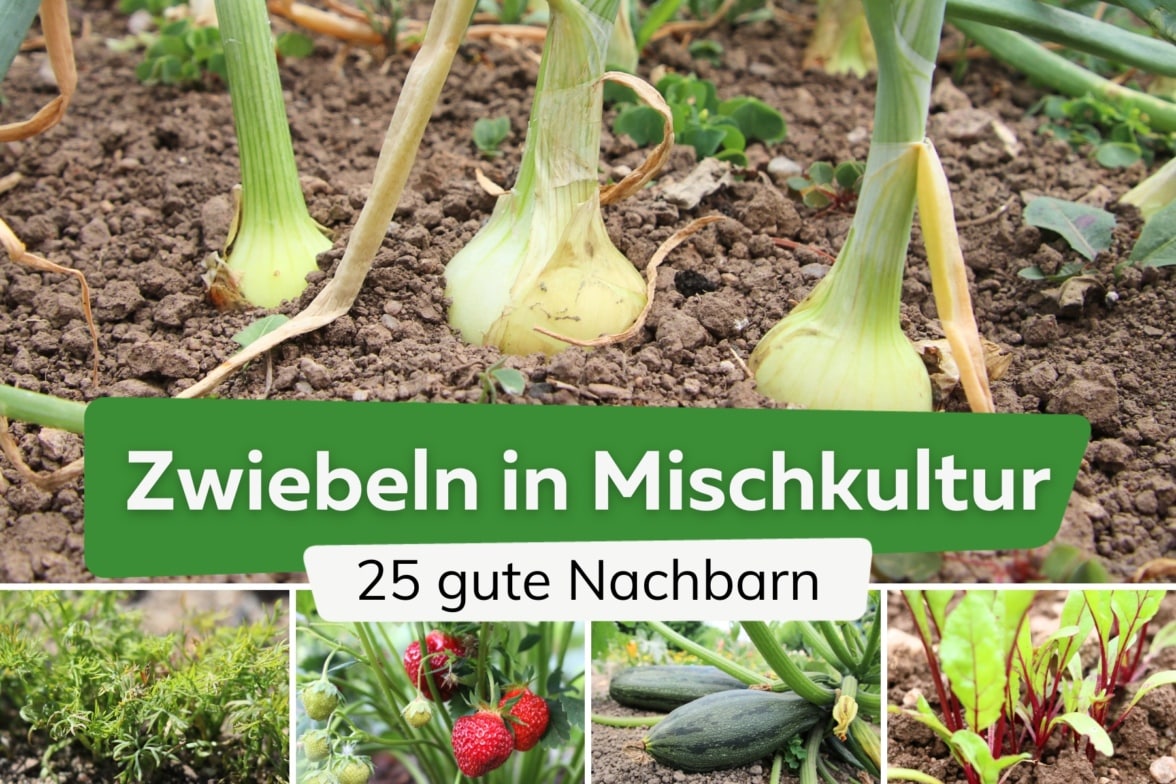 Steckzwiebel Stuttgarter Riesen - wann sollte man Zwiebeln stecken?