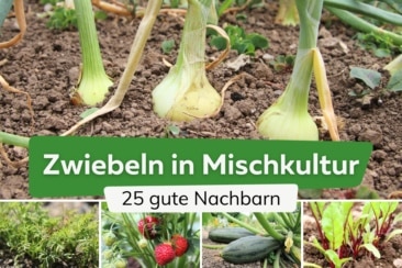 25 gute Nachbarn von Zwiebeln: was verträgt sich?