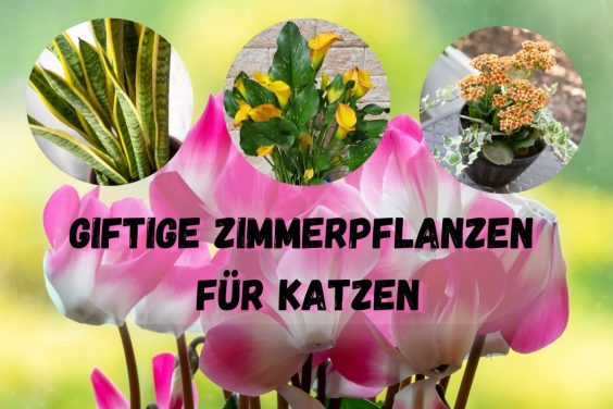 20 giftige Zimmerpflanzen für Katzen - Titelbild