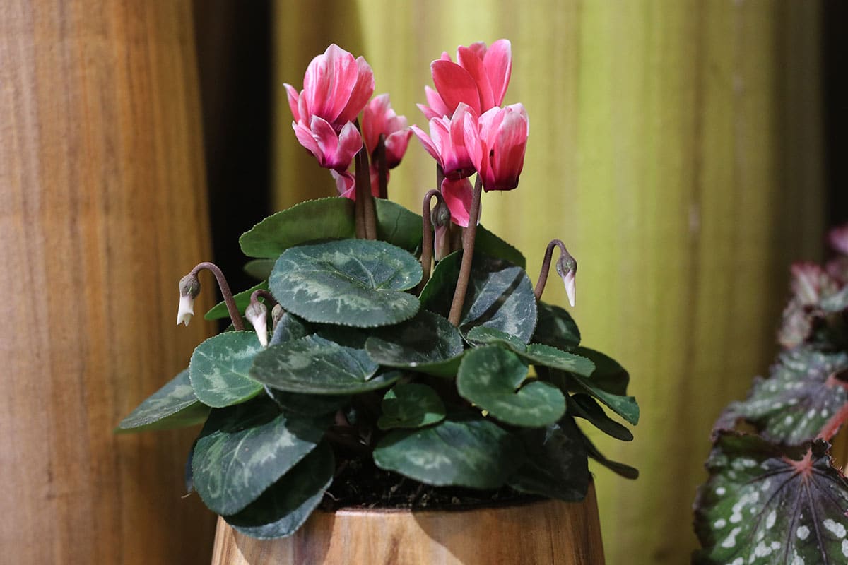 Alpenveilchen (Cyclamen persicum)