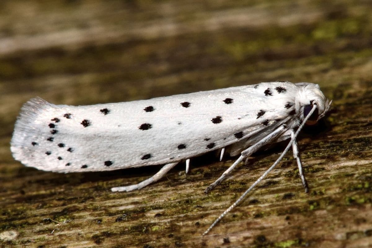 Apfel-Gespinstmotte (Yponomeuta malinellus)