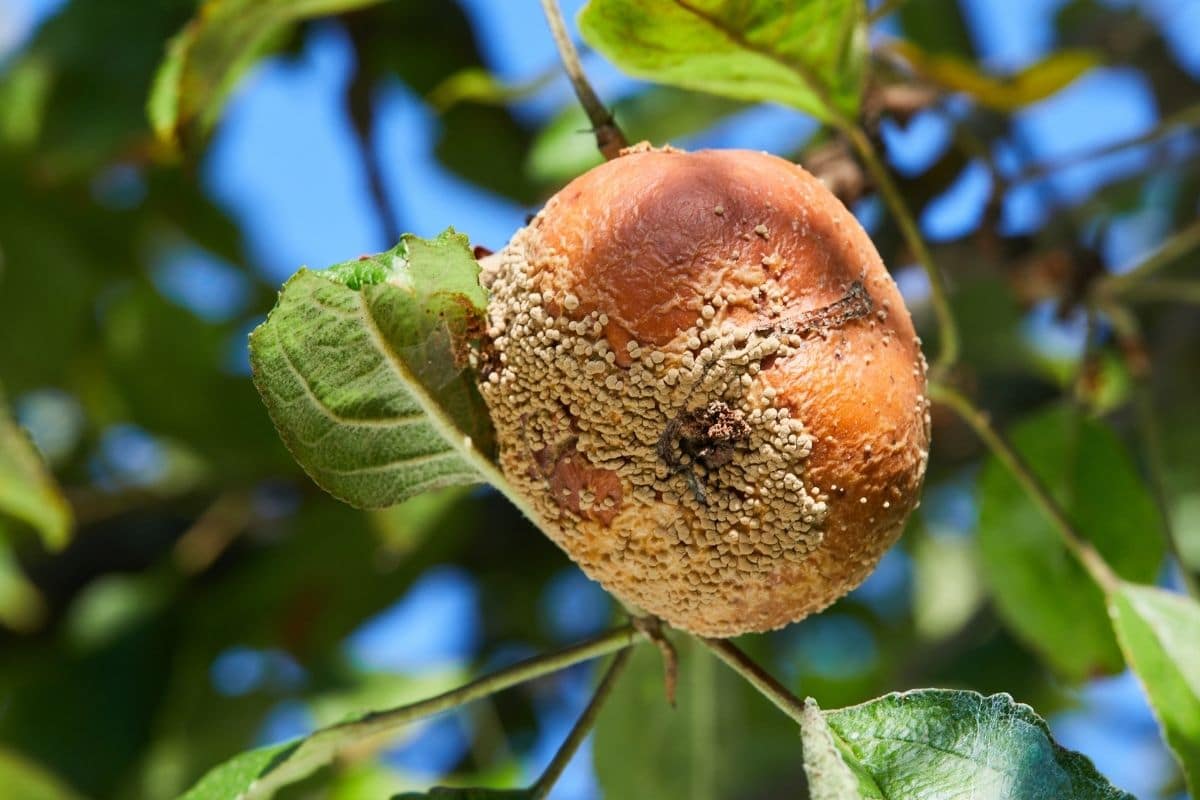 Apfel mit Monilia-Fäulnis