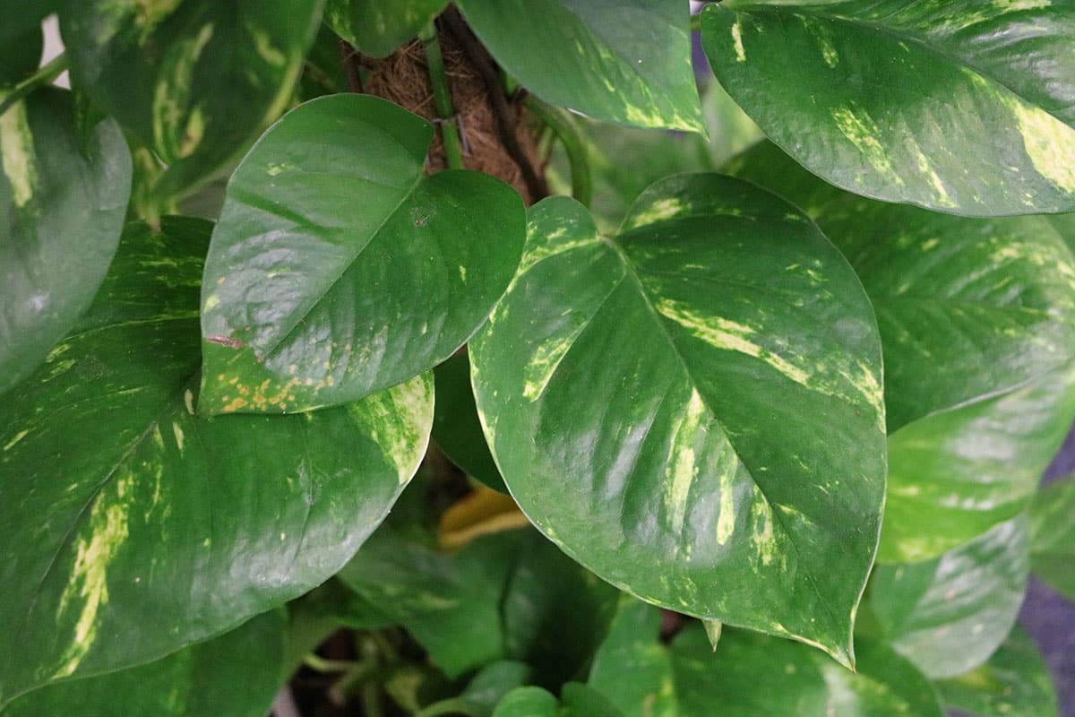 giftige Zimmerpflanzen: Baumfreund (Philodendron)