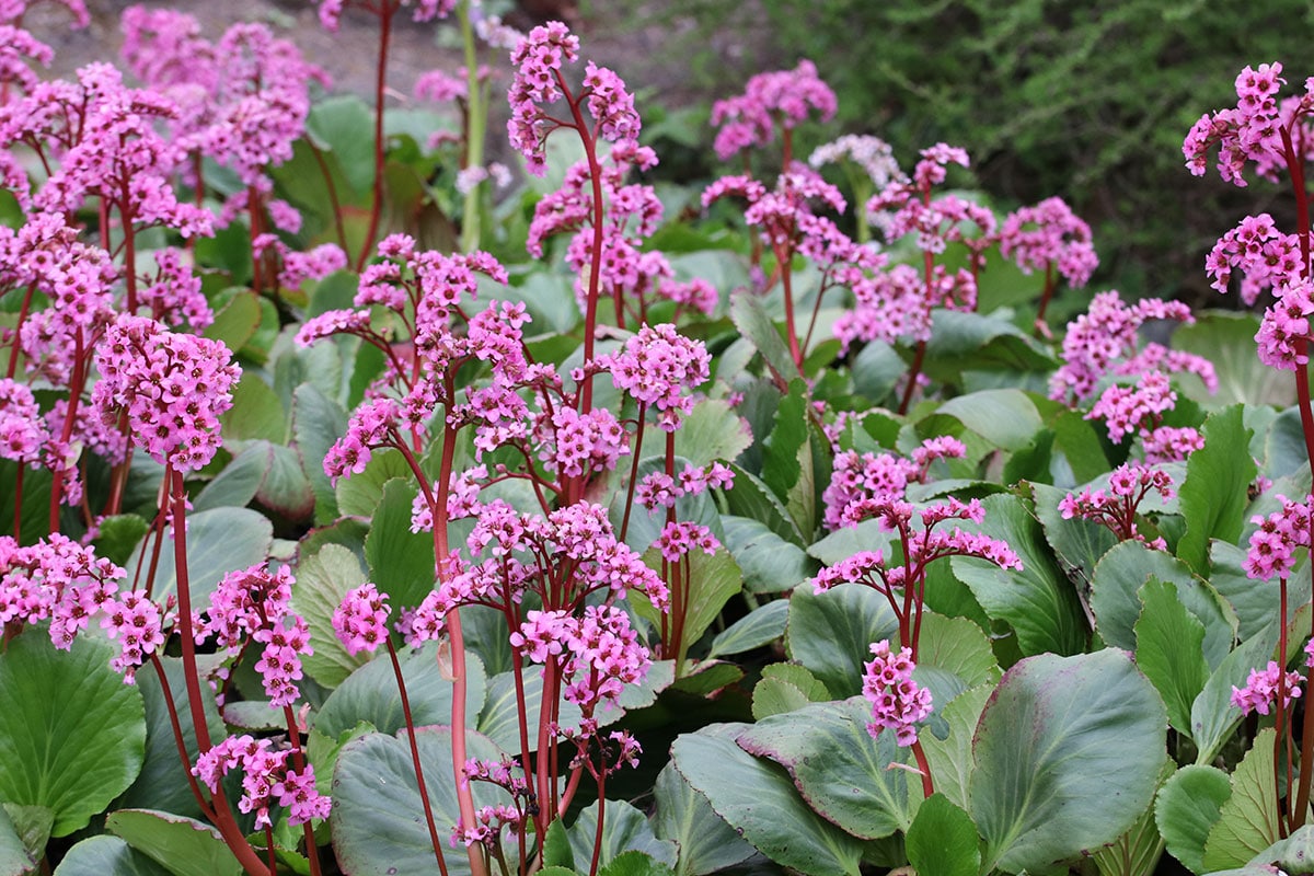 Bergenie (Bergenia)