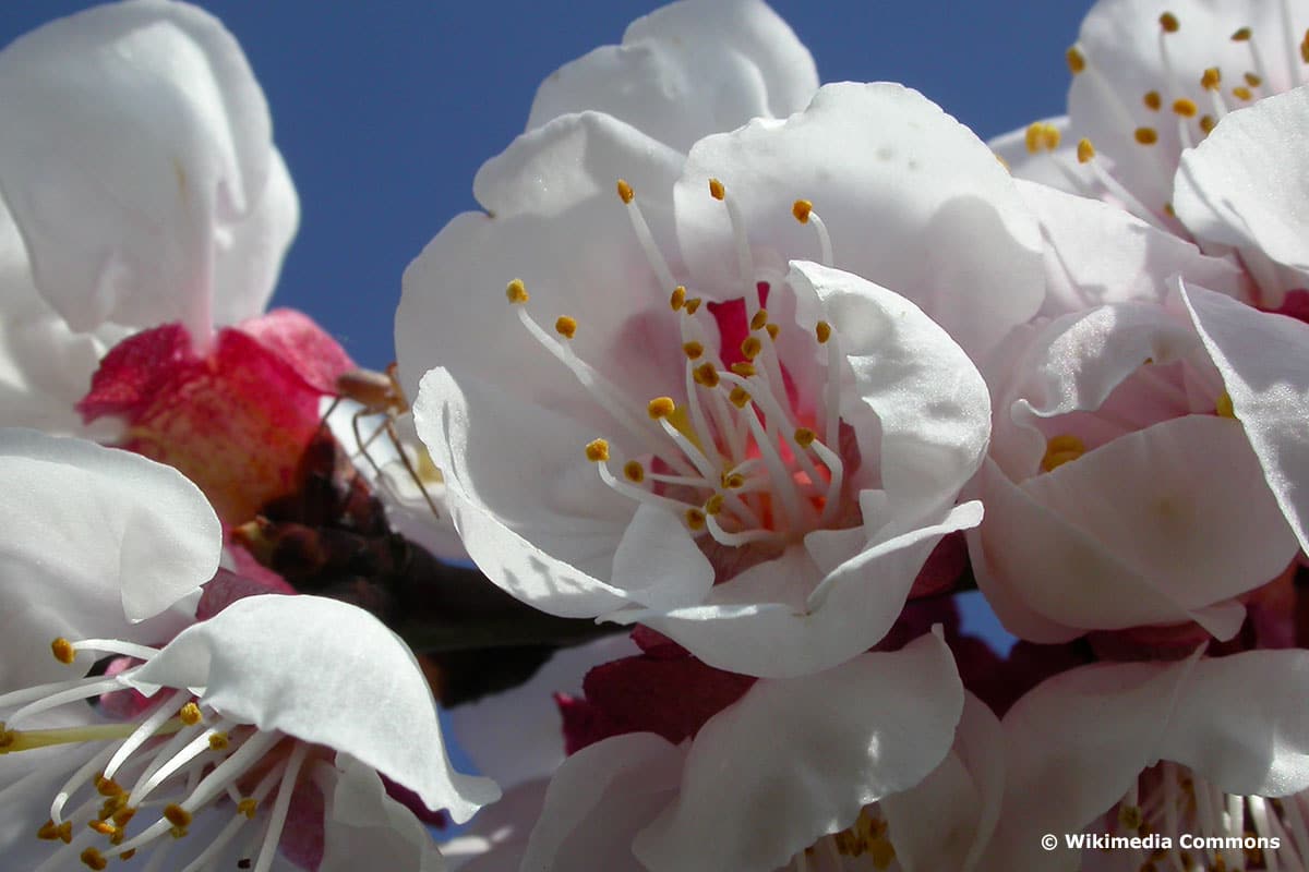 Bergeron (Prunus armeniaca "Bergeron")