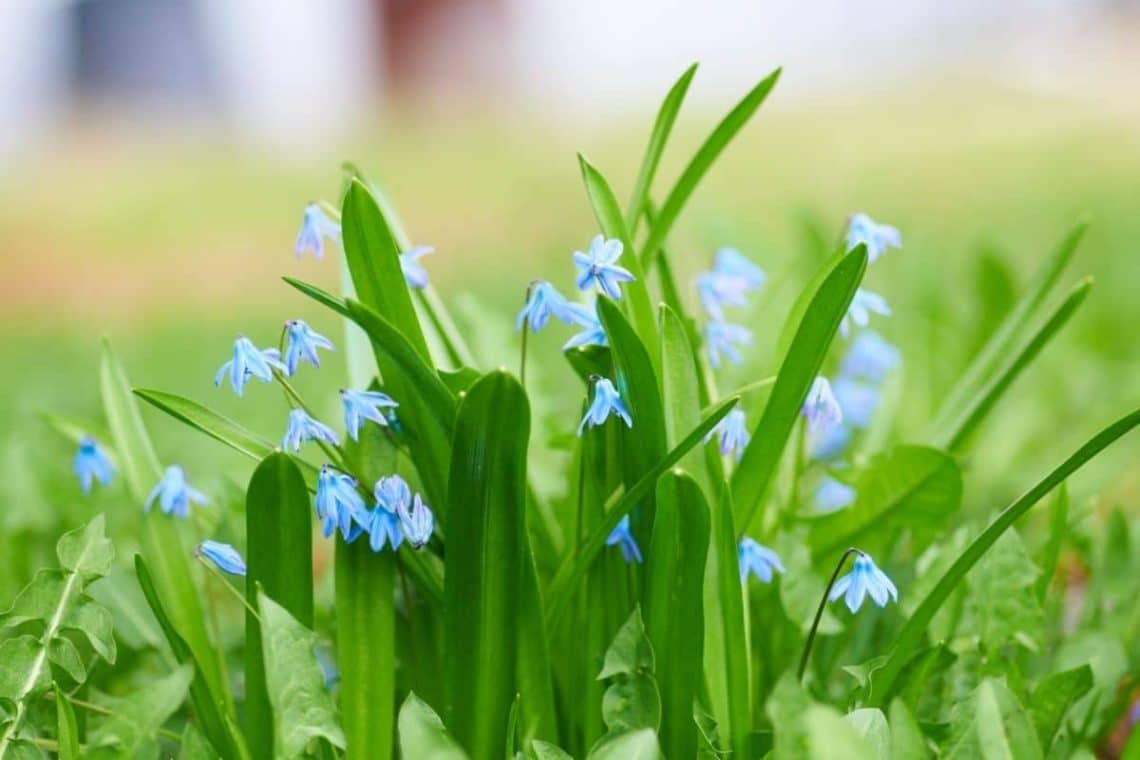 Blausternchen (Scilla sibirica)