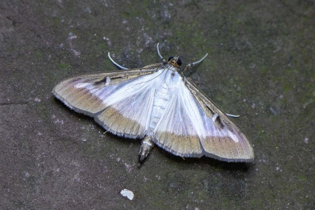 Buchsbaumzünsler, wissenschaftlich Cydalima perspectalis