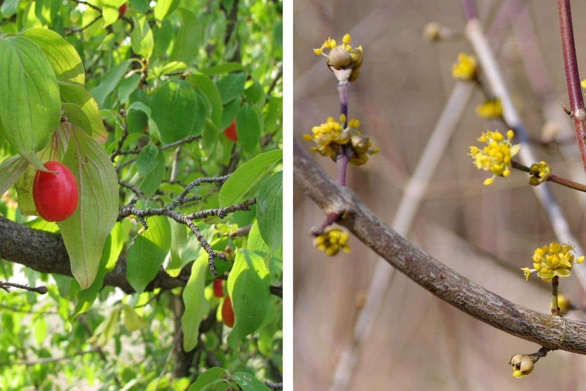 Gelber Hartriegel (Cornus mas)