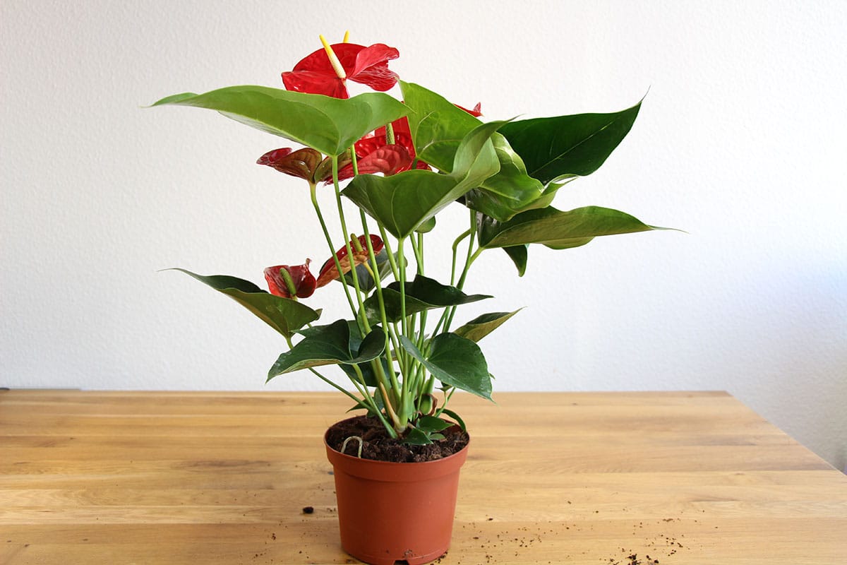 Flamingoblumen (Anthurium)