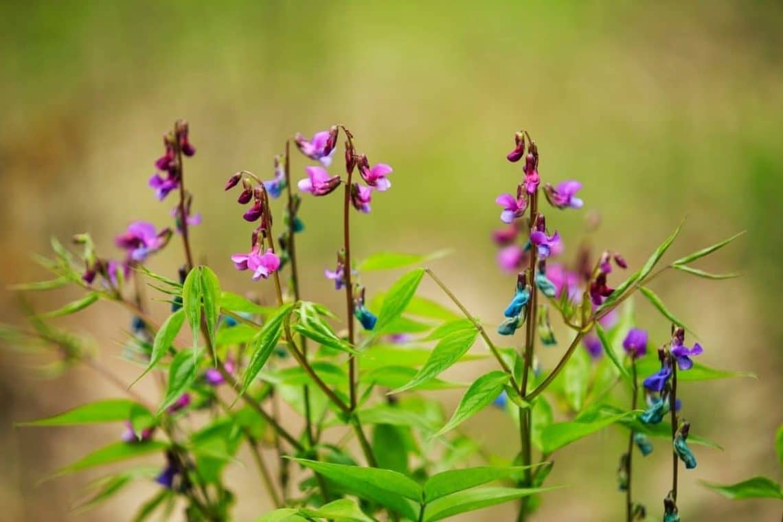 Frühlings-Platterbsen (Lathyrus vernus)