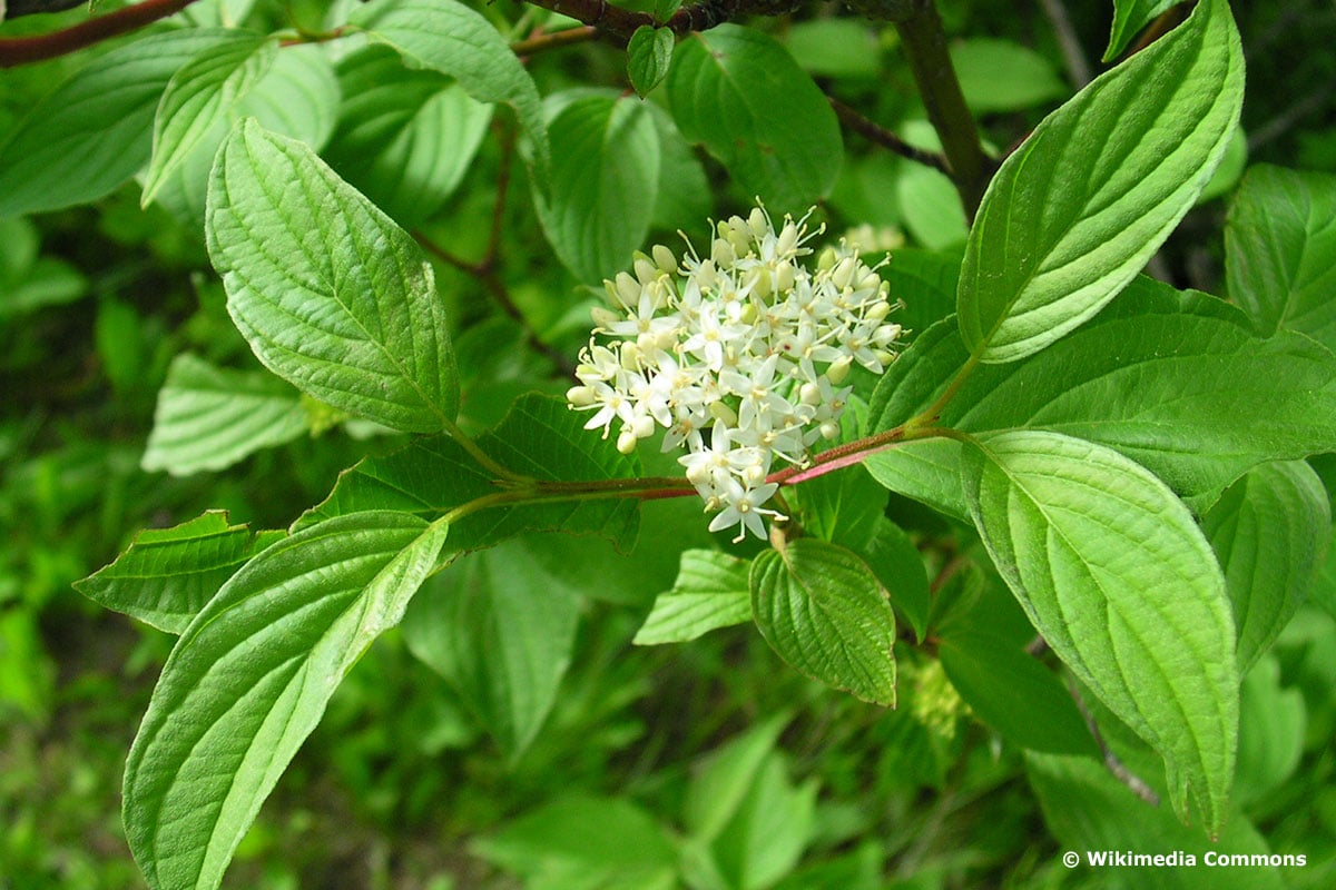 Gelbholz-Hartriegel (Cornus stolonifera)