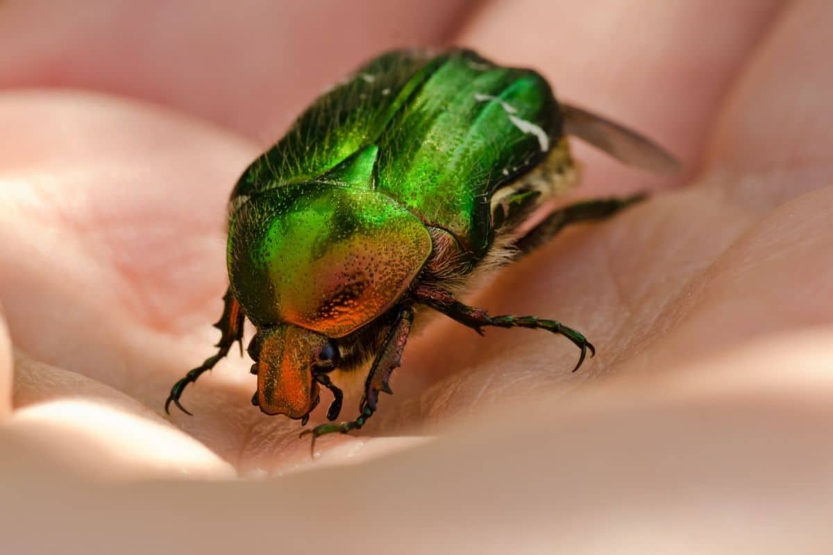 Gemeine Rosenkäfer (Cetonia aurata)