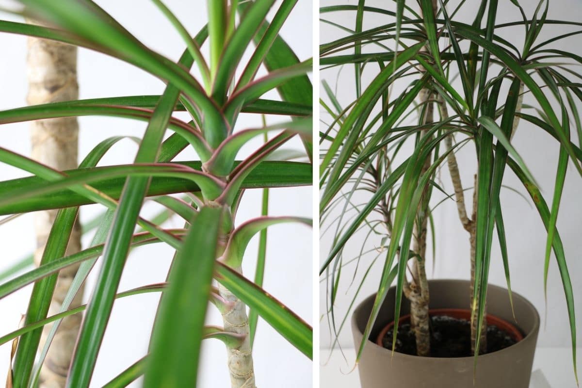 giftige Zimmerpflanzen: Gerandete Drachenbaum (Dracaena marginata)