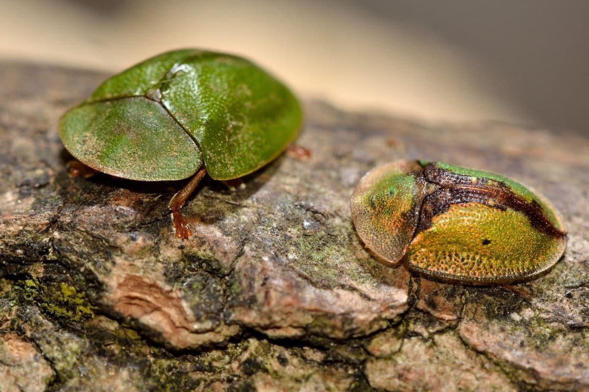 grüne Käfer: Grüne Schildkäfer (Cassida viridis)